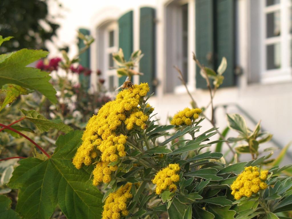 Rhein River Guesthouse - Direkt Am Rhein Λεβερκούζεν Εξωτερικό φωτογραφία