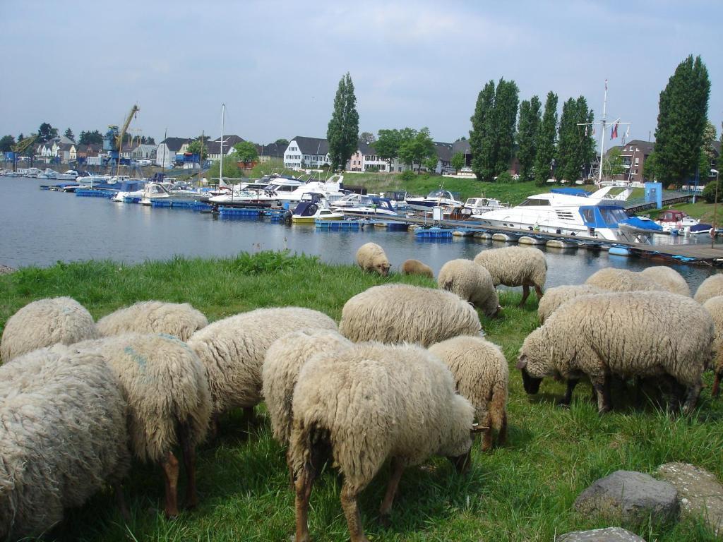 Rhein River Guesthouse - Direkt Am Rhein Λεβερκούζεν Εξωτερικό φωτογραφία
