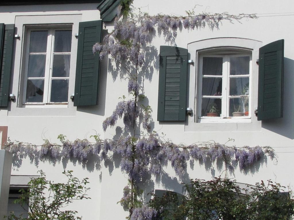 Rhein River Guesthouse - Direkt Am Rhein Λεβερκούζεν Εξωτερικό φωτογραφία