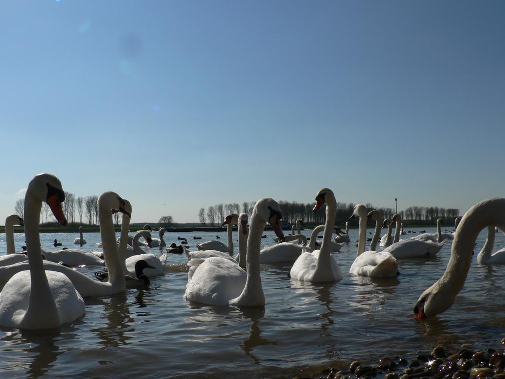 Rhein River Guesthouse - Direkt Am Rhein Λεβερκούζεν Εξωτερικό φωτογραφία